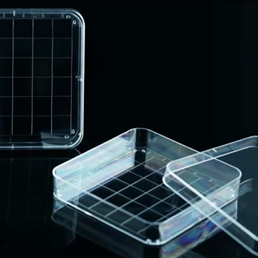 Square Grid Petri Dishes