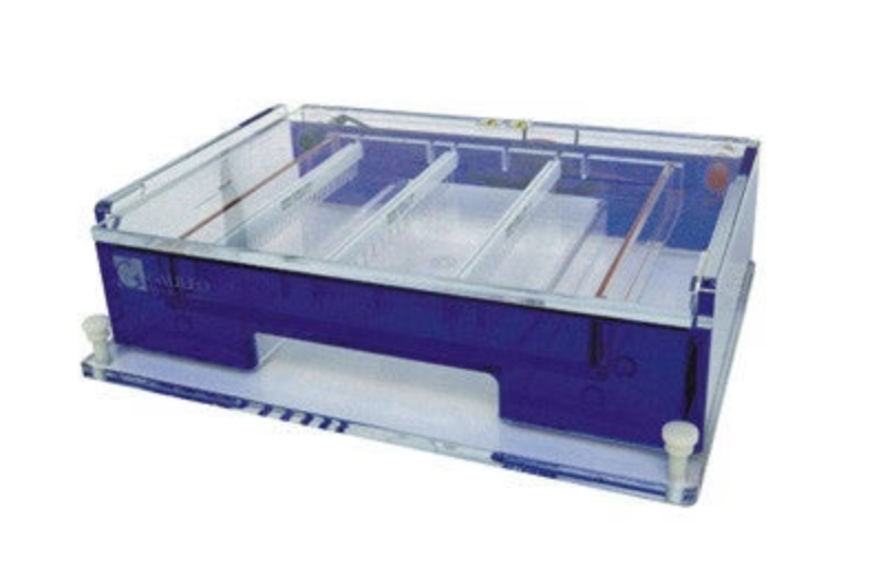 Horizontal Electrophoresi