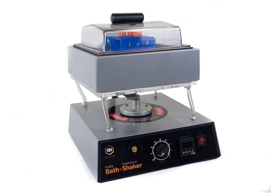 Belly Dancer Belly Bath