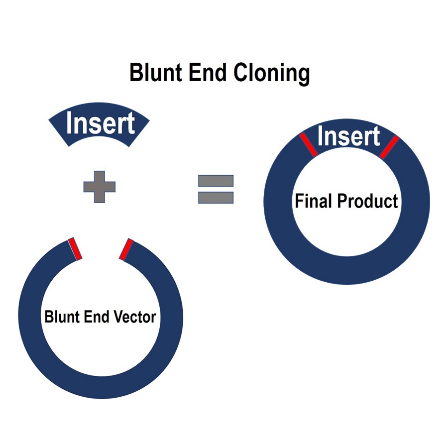 Blunt End Cloning