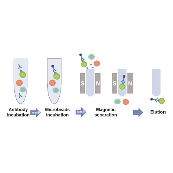 Cell Separation Work Flow