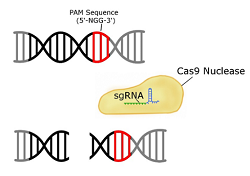 Cas9-Nuclease_graph