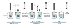 IsoPure Magnetic Purifica