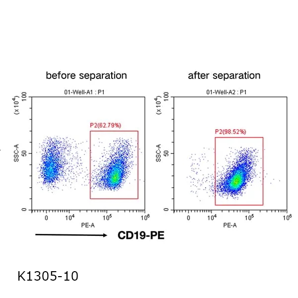 CD19+ Separation