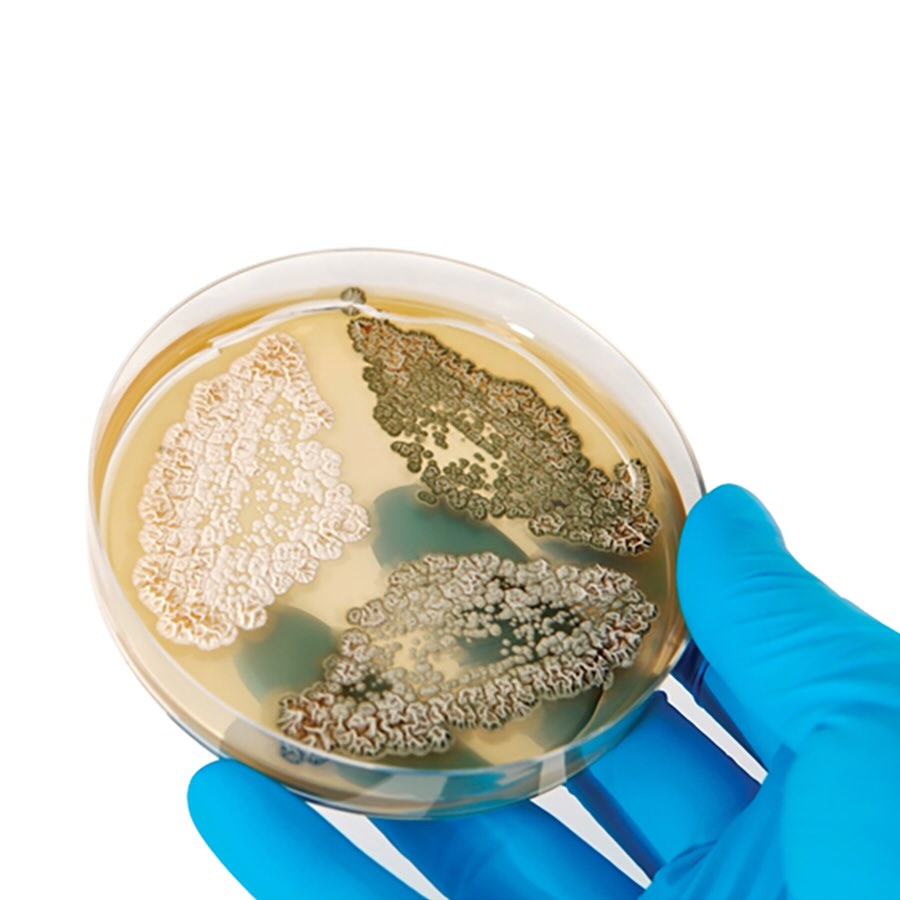 Stackable Petri Dish